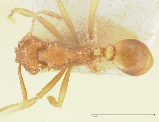 Proatta butteli - FOCOL2193