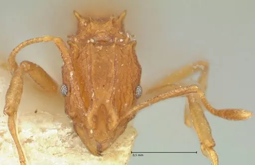 Proatta butteli - FOCOL2193