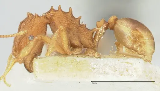 Proatta butteli - FOCOL2193