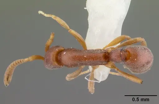 Probolomyrmex bidens specimen
