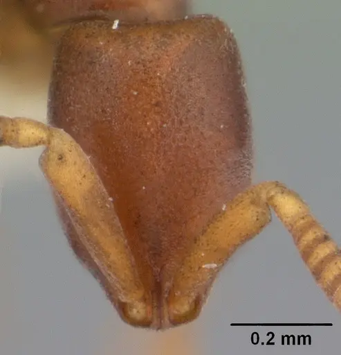 Probolomyrmex bidens specimen