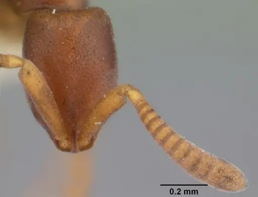 Probolomyrmex bidens specimen