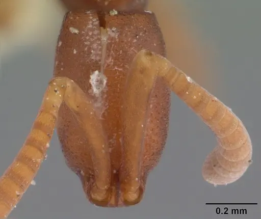Probolomyrmex boliviensis specimen