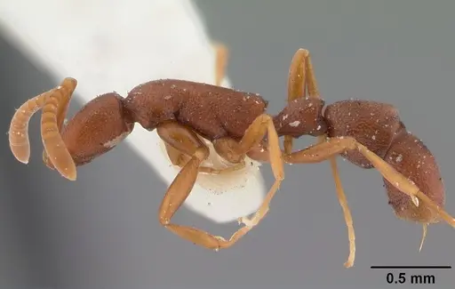 Probolomyrmex boliviensis specimen