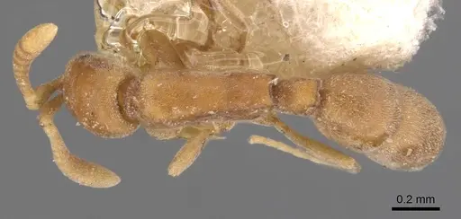 Probolomyrmex brevirostris specimen