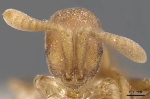 Probolomyrmex brevirostris specimen