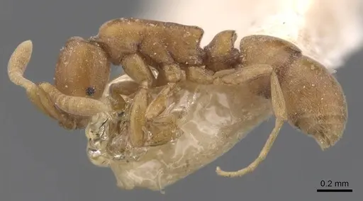 Probolomyrmex brevirostris specimen