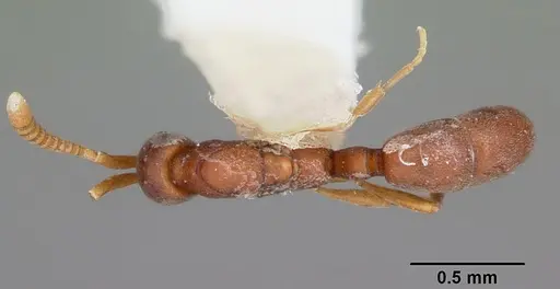 Probolomyrmex brujitae specimen