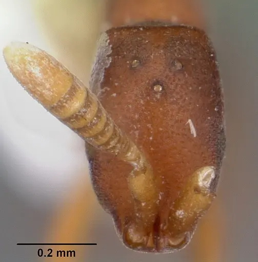 Probolomyrmex brujitae specimen