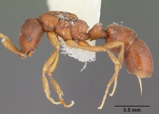 Probolomyrmex brujitae specimen