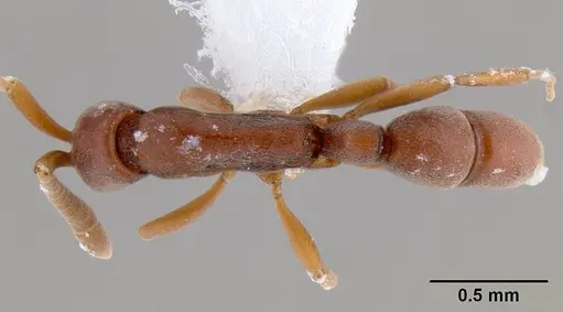 Probolomyrmex brujitae - CASENT0106137