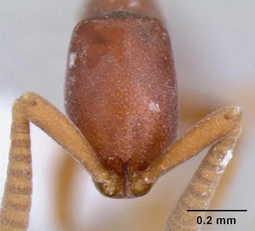 Probolomyrmex brujitae - CASENT0106137
