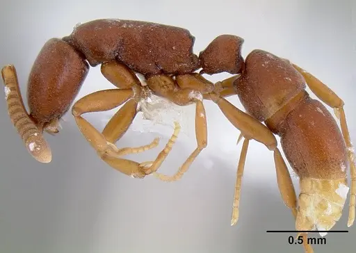 Probolomyrmex brujitae - CASENT0106137