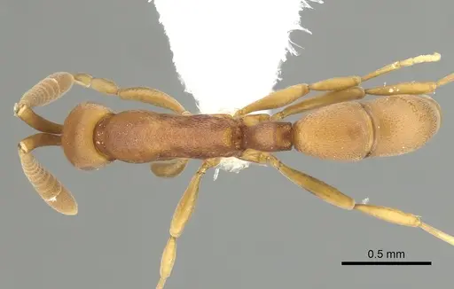Probolomyrmex brujitae - CASENT0249255