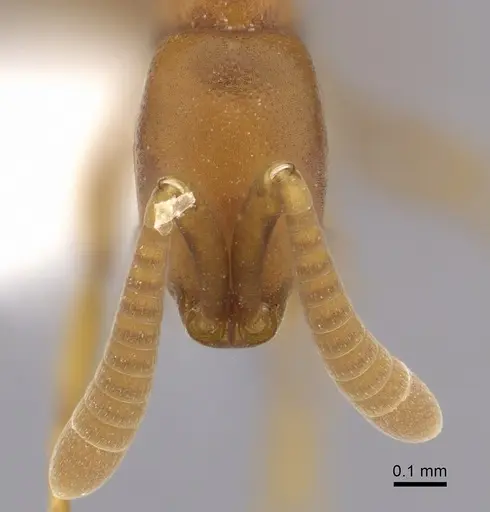 Probolomyrmex brujitae - CASENT0249255