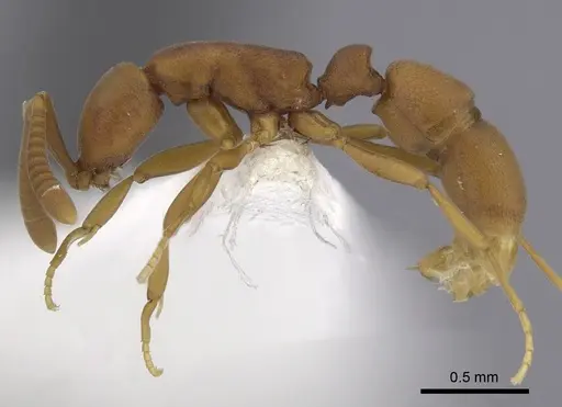 Probolomyrmex brujitae - CASENT0249255