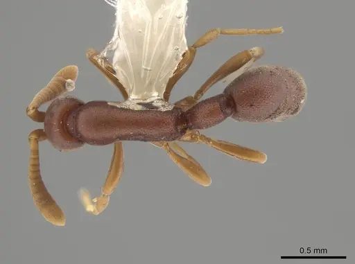 Probolomyrmex cegua specimen