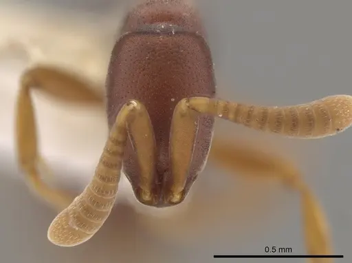 Probolomyrmex cegua specimen