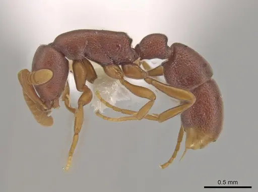 Probolomyrmex cegua specimen