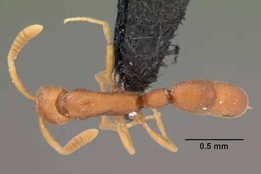 Probolomyrmex curculiformis specimen