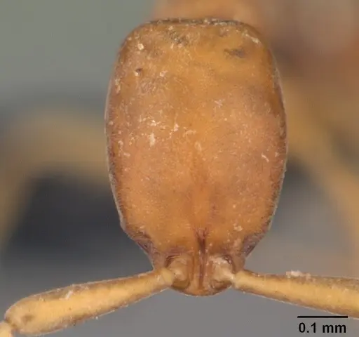 Probolomyrmex curculiformis specimen