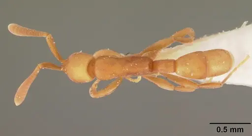 Probolomyrmex dammermani specimen