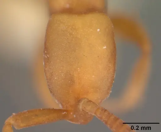 Probolomyrmex dammermani specimen