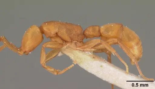 Probolomyrmex dammermani specimen