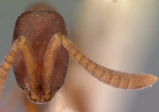 Probolomyrmex filiformis specimen