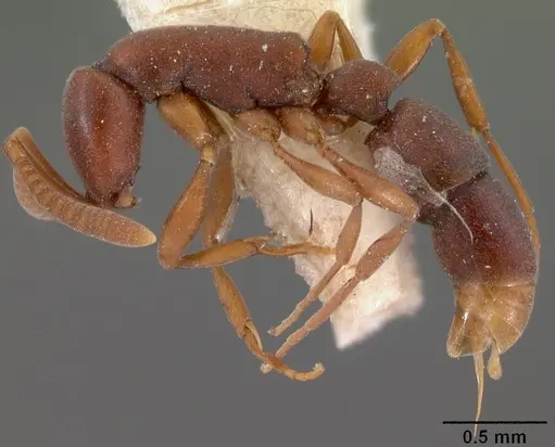 Probolomyrmex filiformis specimen