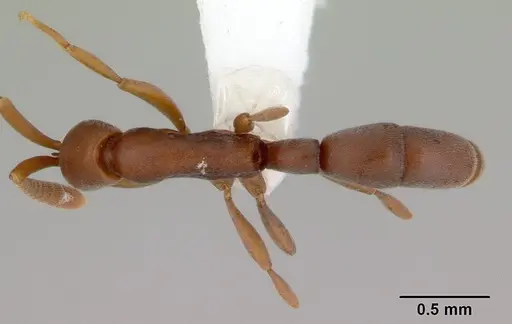 Probolomyrmex greavesi specimen