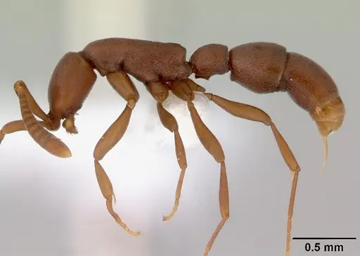 Probolomyrmex greavesi specimen