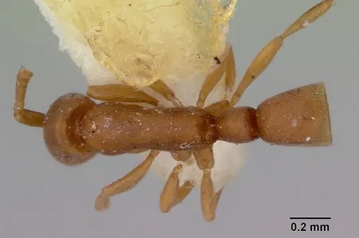Probolomyrmex greavesi - CASENT0172116