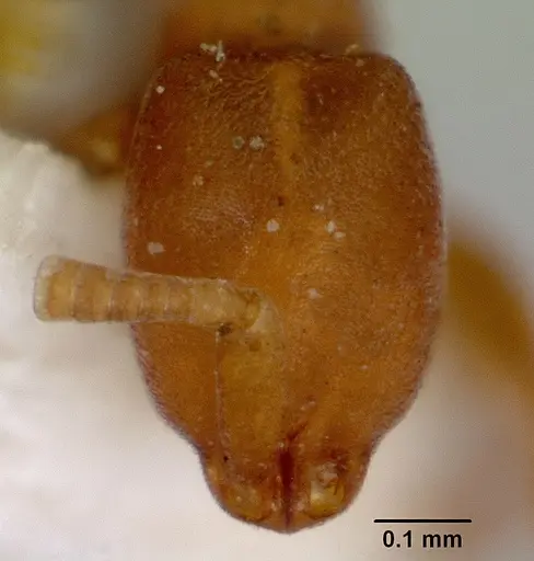 Probolomyrmex greavesi - CASENT0172116