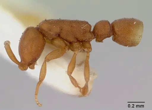 Probolomyrmex greavesi - CASENT0172116