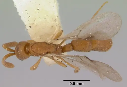 Probolomyrmex greavesi - CASENT0172117