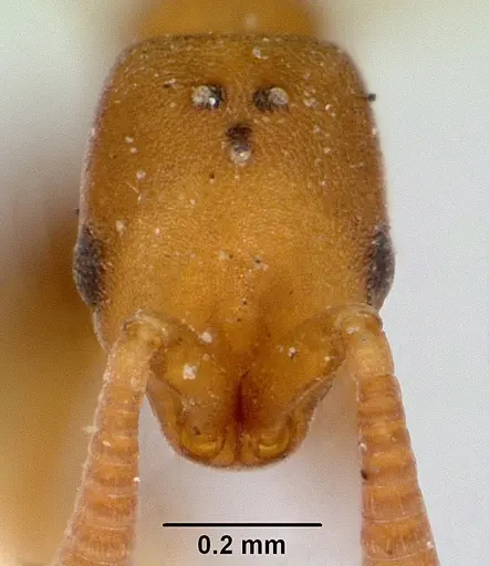 Probolomyrmex greavesi - CASENT0172117