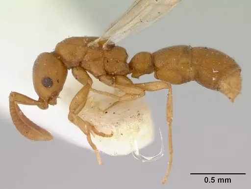 Probolomyrmex greavesi - CASENT0172117