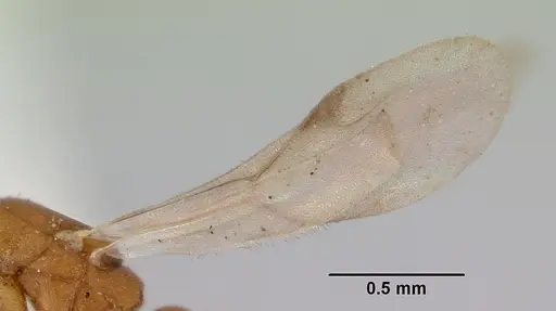 Probolomyrmex greavesi - CASENT0172117