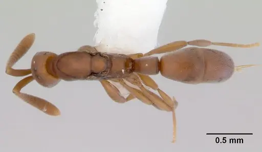 Probolomyrmex greavesi - CASENT0172418