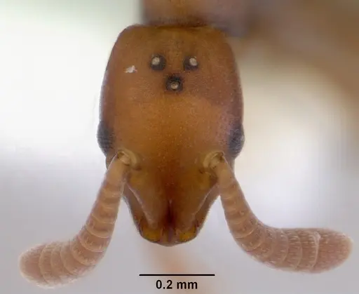 Probolomyrmex greavesi - CASENT0172418