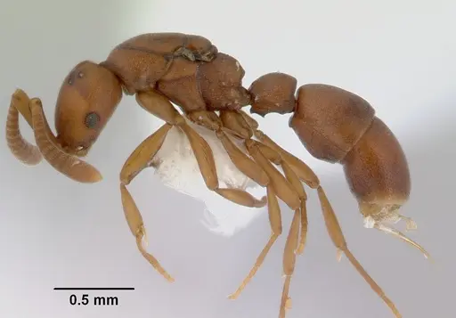 Probolomyrmex greavesi - CASENT0172418