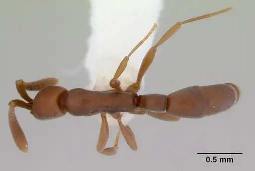 Probolomyrmex greavesi - CASENT0172419