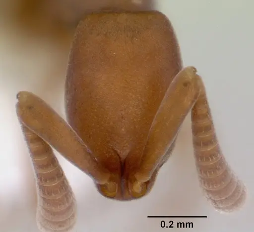 Probolomyrmex greavesi - CASENT0172419