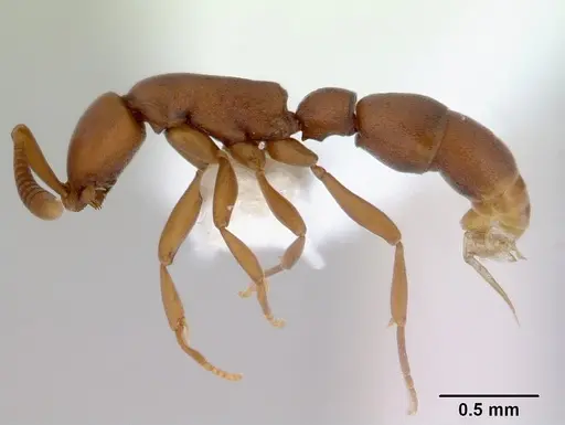 Probolomyrmex greavesi - CASENT0172419