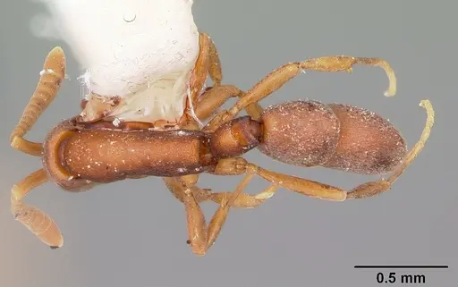 Probolomyrmex guanacastensis specimen