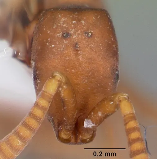 Probolomyrmex guanacastensis specimen