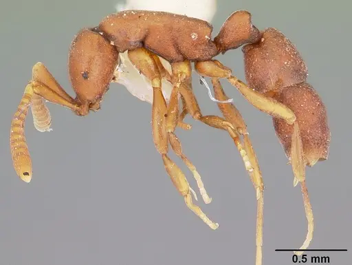 Probolomyrmex guanacastensis specimen