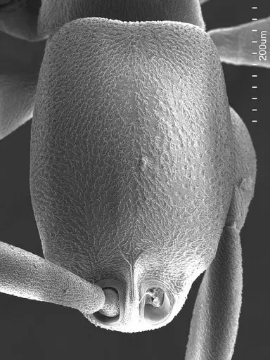 Probolomyrmex guineensis specimen