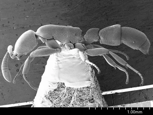 Probolomyrmex guineensis specimen